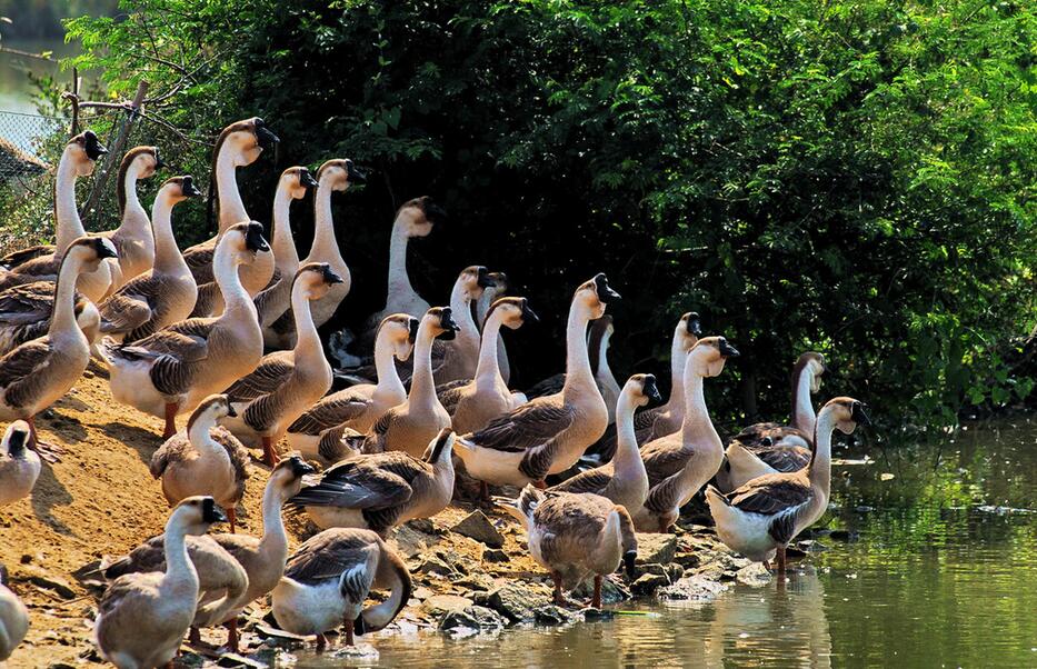 養(yǎng)鵝的養(yǎng)殖前景和利潤分析