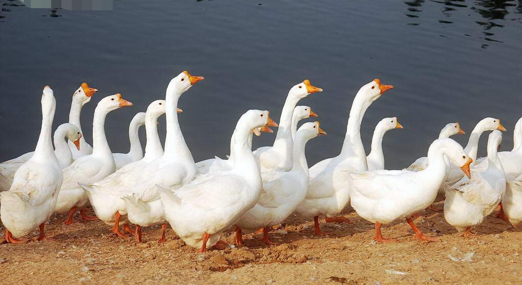 家禽業(yè)陷圍城，大叫“撐不住”！飼養(yǎng)量三年連