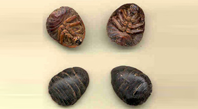 中藥故事-土鱉蟲(chóng)