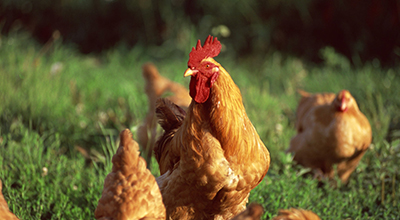 如何通過中獸醫(yī)解決心包積液、安卡拉病？