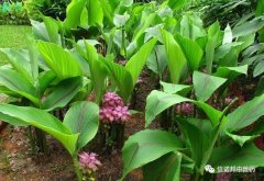 中藥故事---莪術(shù)(Ezhu)